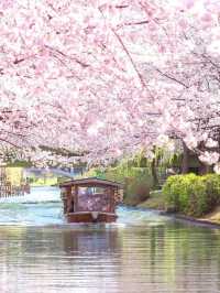 Chasing Sakura at Kyoto Fushimi Jikkoku Bune