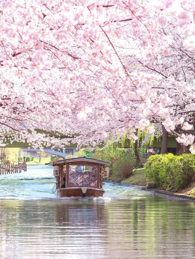 Chasing Sakura at Kyoto Fushimi Jikkoku Bune