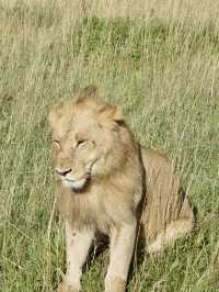 Game Drive in Masai Mara: A Perfect Spring Adventure