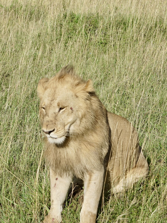 Game Drive in Masai Mara: A Perfect Spring Adventure