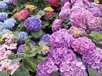 賞花及花伴野餐初體驗在大安森林公園