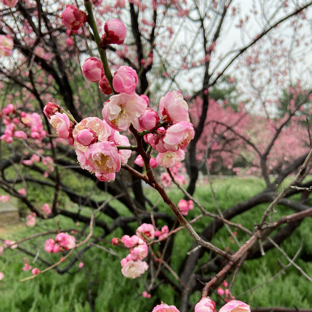 秦始皇帝陵博物院 x 櫻花季