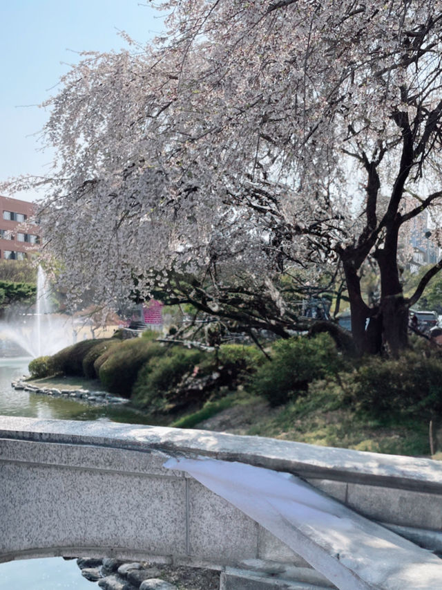  대전벚꽃나들이 모음🌸
