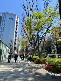 Spring Stroll in Blooming Omotesando🌷