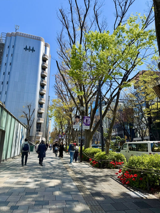 Spring Stroll in Blooming Omotesando🌷