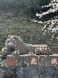 滿開的櫻花城～和歌山城