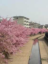 京都河津賞櫻🌸之旅🩵