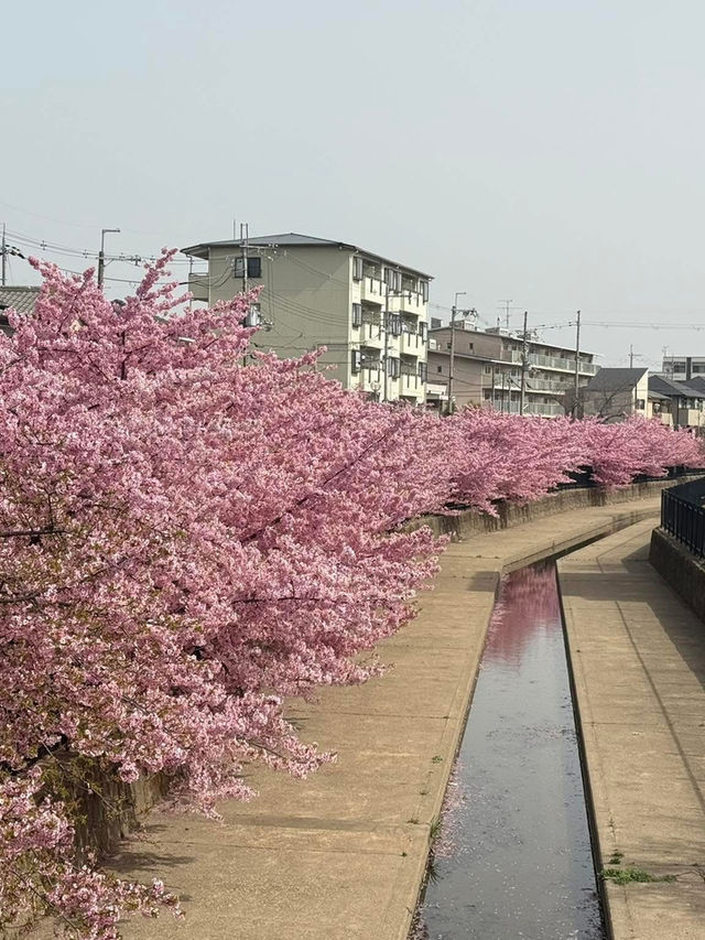 京都河津賞櫻🌸之旅🩵
