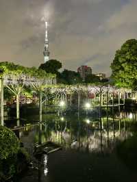 【東京×亀戸天神社】東京の藤の名所  ライトアップされさらに妖艶に・・