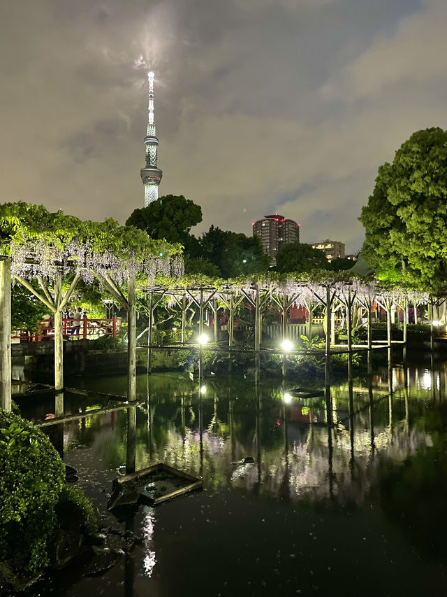 【東京×亀戸天神社】東京の藤の名所  ライトアップされさらに妖艶に・・
