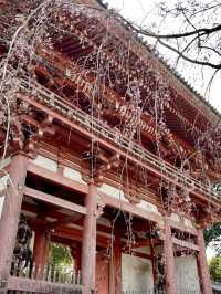 Weeping Cherry Blossoms at Daigo-ji Temple 🌸