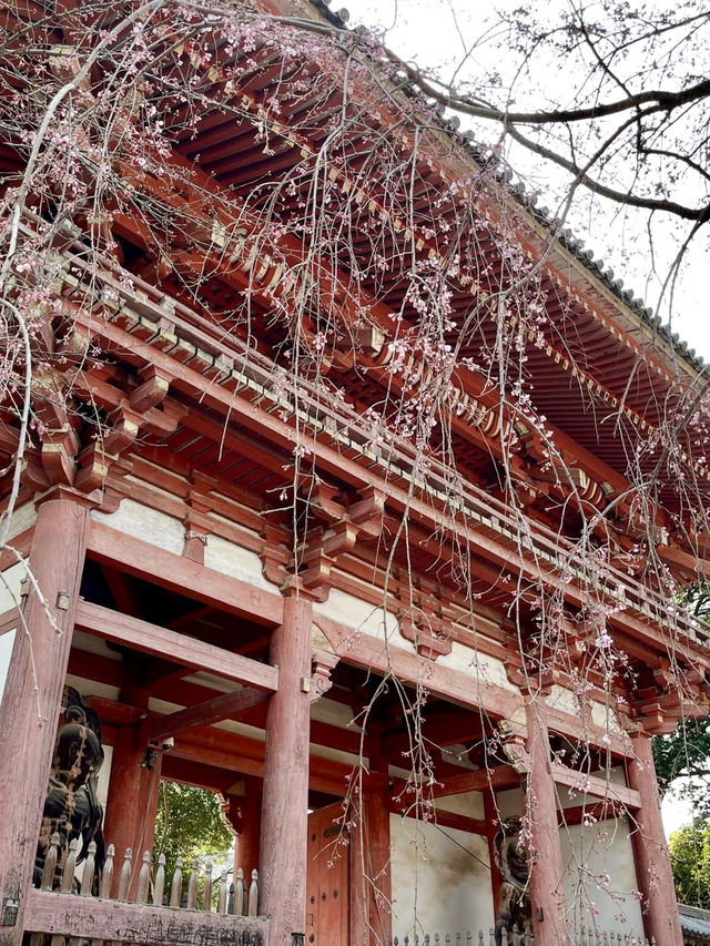 Weeping Cherry Blossoms at Daigo-ji Temple 🌸