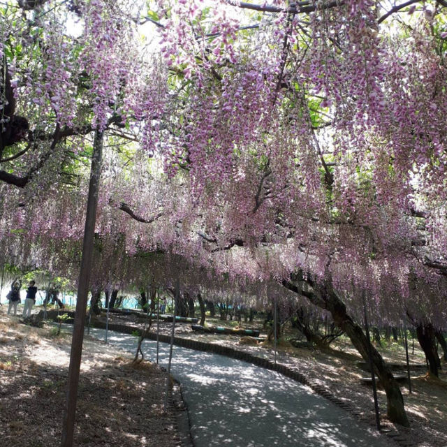 【宇佐】🇯🇵 千財農園