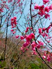 🌸** 豐富的自然景觀與迷人的櫻花林步道**🌸
