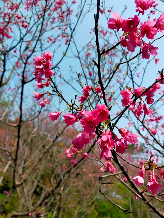 🌸** 豐富的自然景觀與迷人的櫻花林步道**🌸