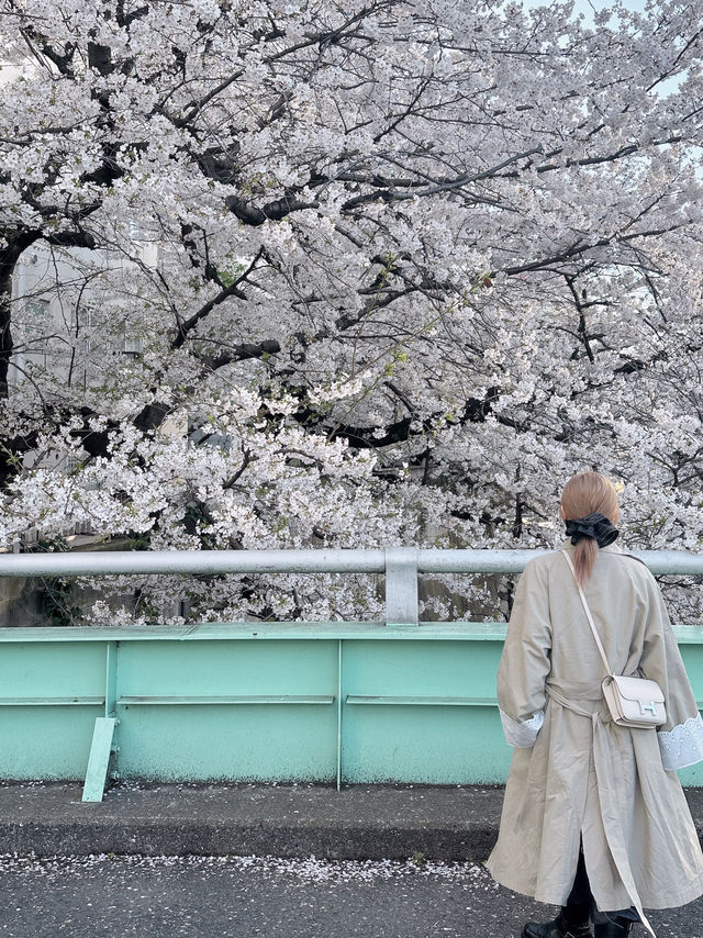 東京賞櫻🌸不要再只去中目黑了～