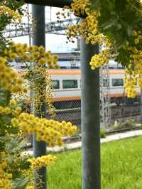 Mimosa Blooms at Takeda Park🌼