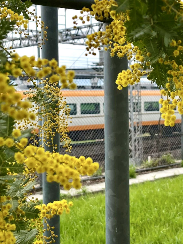 Mimosa Blooms at Takeda Park🌼