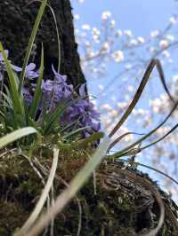 Spring Outing to Iwayaji Temple – A Hidden Kyoto Sanctuary