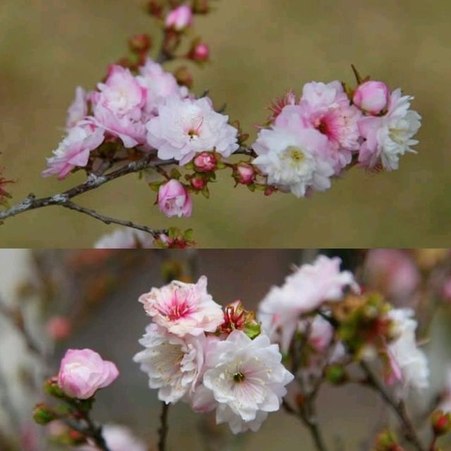 🌸香港秘密花園🌸