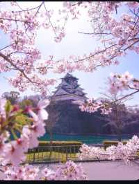 【大阪城】桜満開🌸