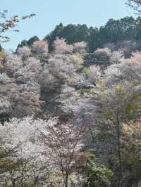 【奈良/吉野】日本が誇る桜の絶景！世界遺産の吉野山🌸