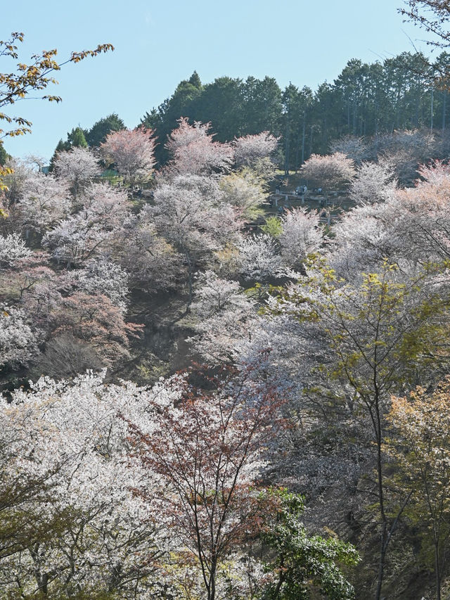 【奈良/吉野】日本が誇る桜の絶景！世界遺産の吉野山🌸