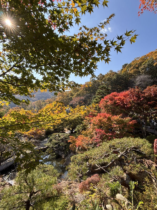 🍁 단풍이 내려앉은 숲, 가을의 화담숲 🌳✨ 