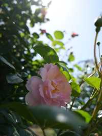 【岐阜】ローズテラスとバラ回廊 四季咲きの薔薇と山々の景色