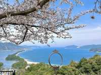 海之京都賞櫻趣，日本三景之一天橋立
