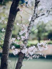 Shanghai WENDU Tech Park Cherry Blossoms – An Urban Oasis of Innovation and Florals