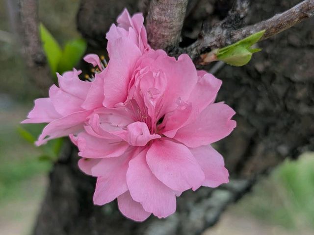 Kinchakuda Park, Saitama