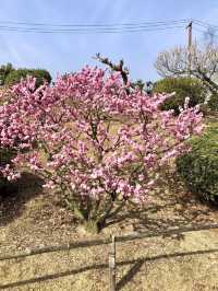 Spring Blossoms at the Kagawa Horticulture Center