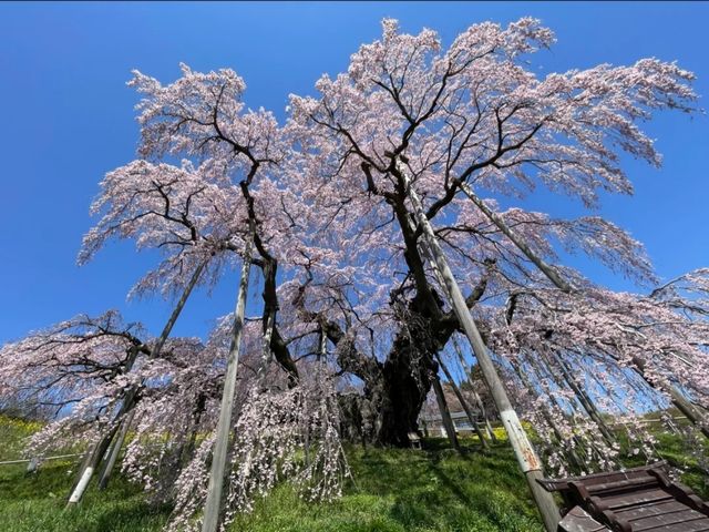 Miharu Takizakura– Japan’s Most Sacred Cherry Tree