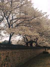 “Gyeongju in Bloom: Where History Meets Cherry Blossoms”