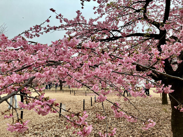 河津櫻 @ 代代木公園