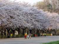 Incheon Grand Park Cherry Blossoms: A Floral Oasis Near Seou