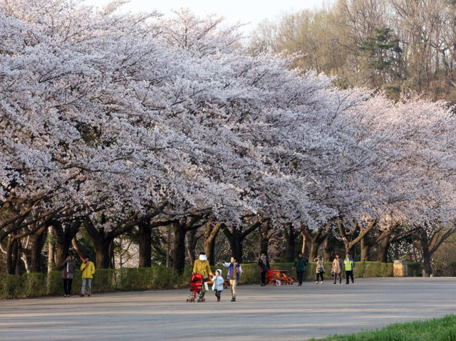 Incheon Grand Park Cherry Blossoms: A Floral Oasis Near Seou