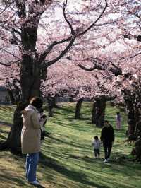 Blossoms by the Bay: Springtime in Hakodate