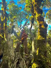From Forest Trails to Cloudy Peaks: Mt. Pulag Magic