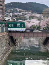Philosopher's Path & Lake Biwa Canal Cherry Blossom Day Tour 🌸