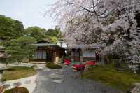 🌸 "Konkaikomyo-ji: Kyoto’s Hidden Temple with a Golden Surprise!" 🌸