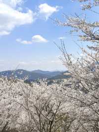 Hidden Cherry Blossom Gems in Korea: A Photo Lover's Dream 🌸✨