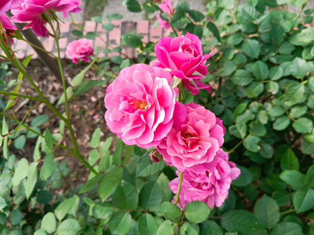 2025士林官邸花花特輯🌹🌷花都開好了🌸💐