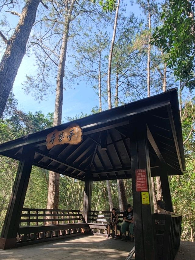 #八仙山國家森林遊樂區- 臺中市和平區