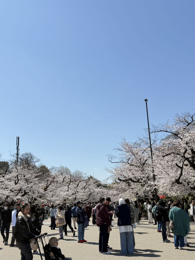 櫻花季in上野公園