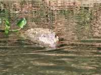 Chitwan National Park: Nepal’s Wild Treasure