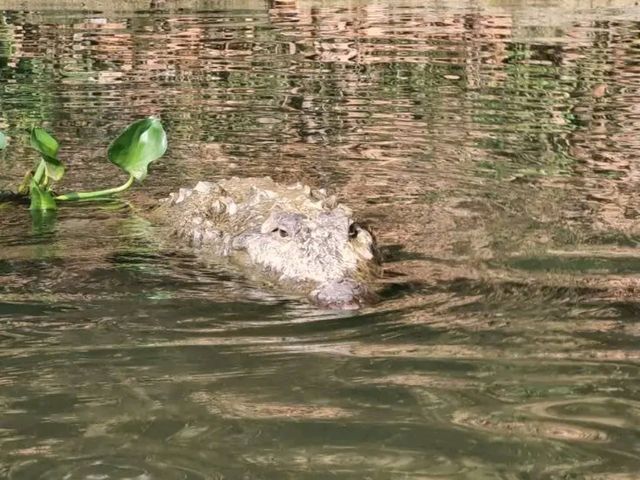 Chitwan National Park: Nepal’s Wild Treasure Chitwan National Park: Nepal’s Wild Treasure