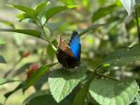 【Pierella Ecological Garden】30年かけて“ゼロ”から育てた、コスタリカの小さな楽園。
