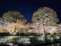 京都車站周邊賞櫻首選---東寺•夜櫻